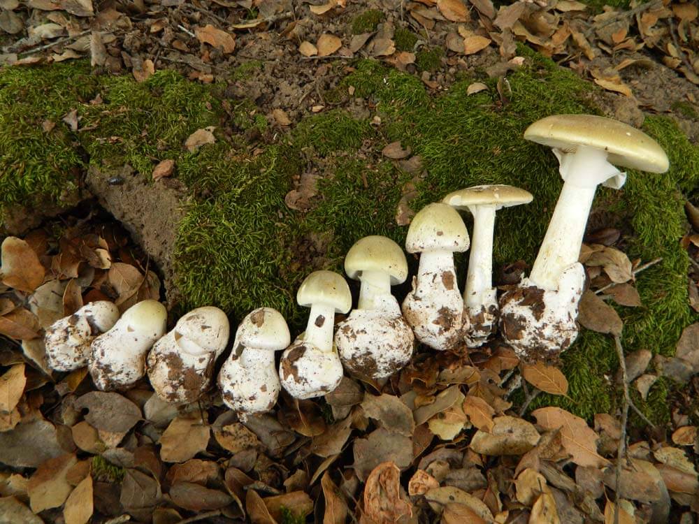Amanita Phallloides - Death cap mushrooms