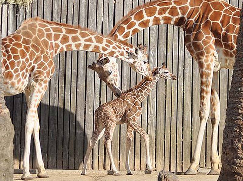 Baby giraffe