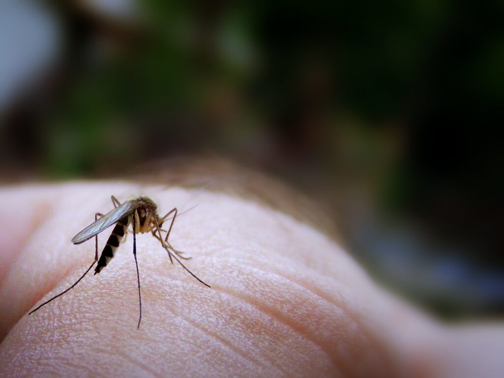 Mosquito West Nile
