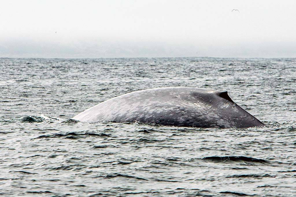 Blue Whale Morro Bay