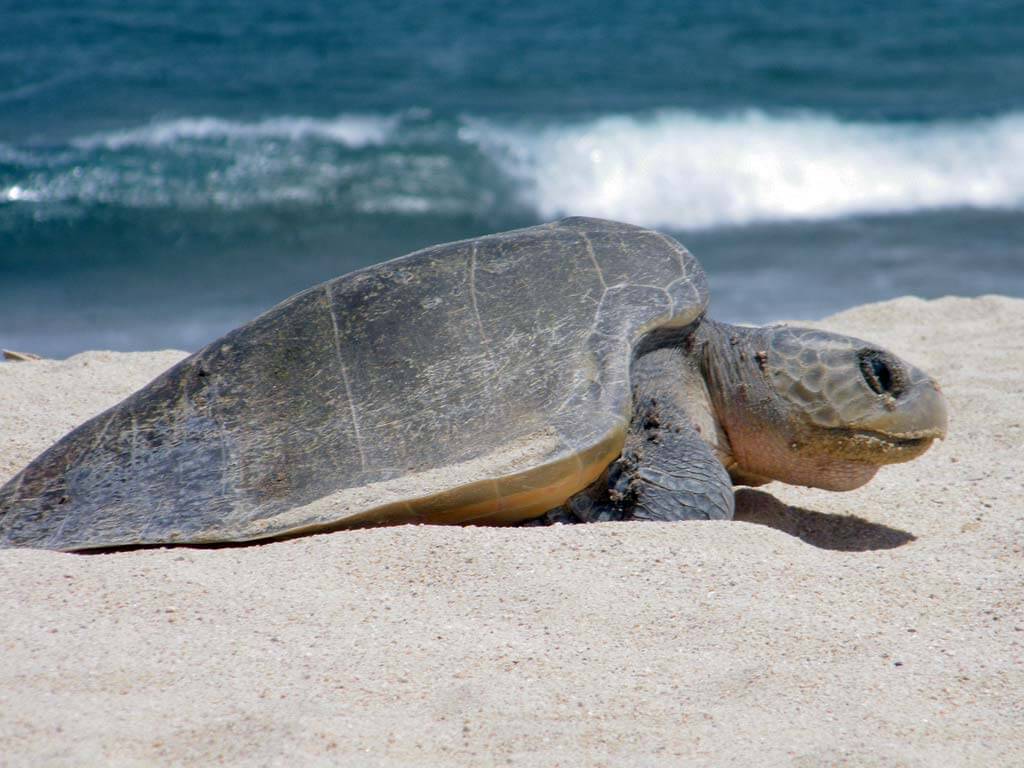 Baja California Sea Turtle