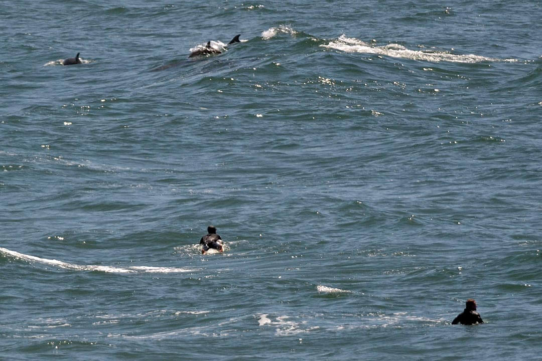Dolphins Surfers Ocean Beach