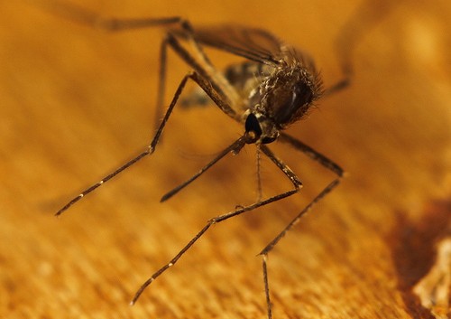 Mosquito West Nile