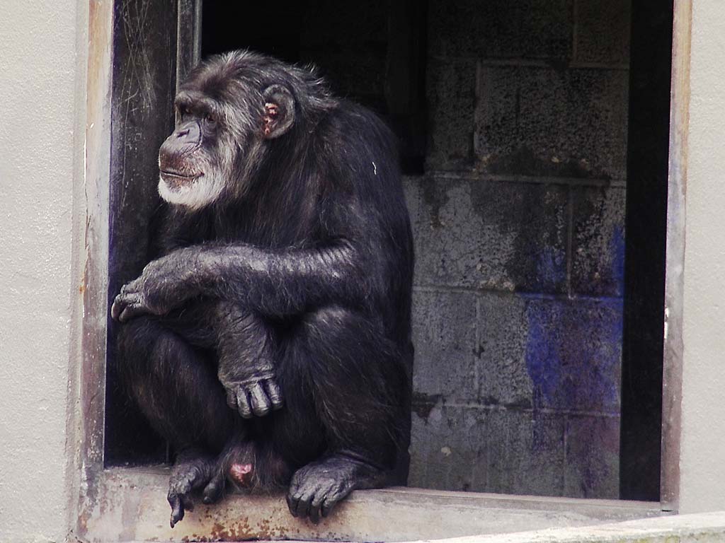 San Francisco Zoo Chimpanzee
