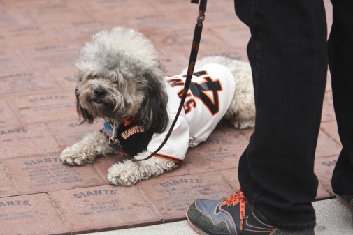 Dartanyan Holton's dog Huey sports his Pablo Sandoval jersey proudly at the Giants playoff rally Friday afternoon in Willie Mays Plaza