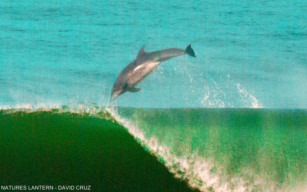 Ocean Beach Dolphins