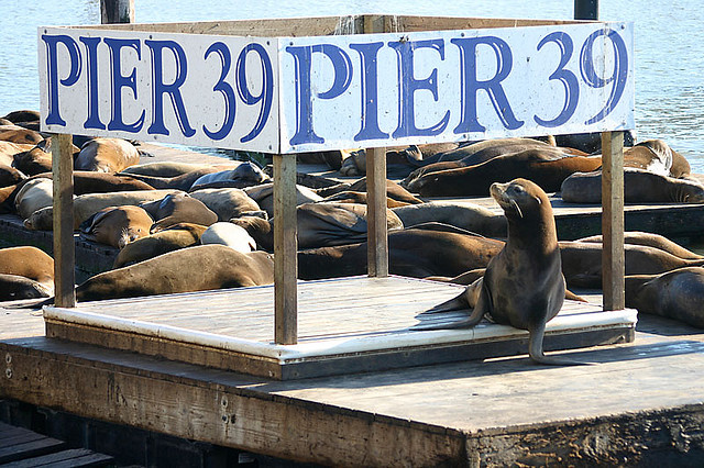 Pier 39's raucous sea lion's are celebrating their 23rd anniversary this month. (Ivo Jansch/Flickr)
