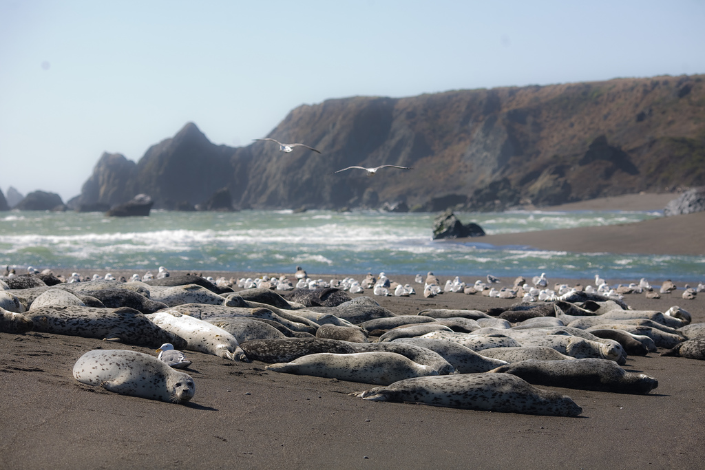 Seals and seagulls bask in the sun near Bodega Bay in Sonoma. (David Sifry/Flickr)