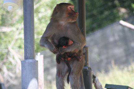 Oakland Zoo Baby Baboon 'Mimi'
