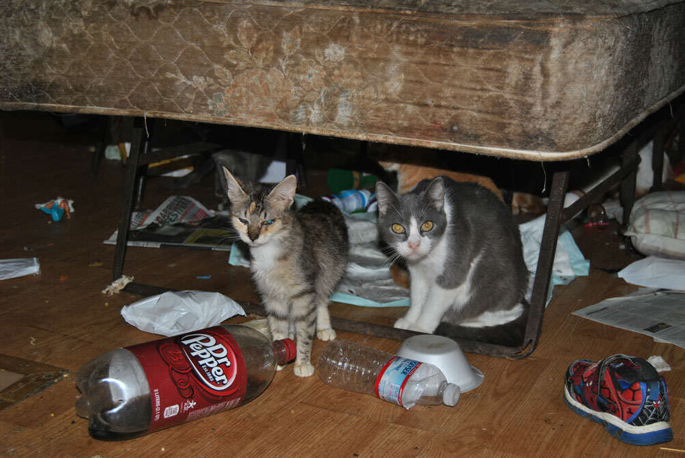 Rescued Cats