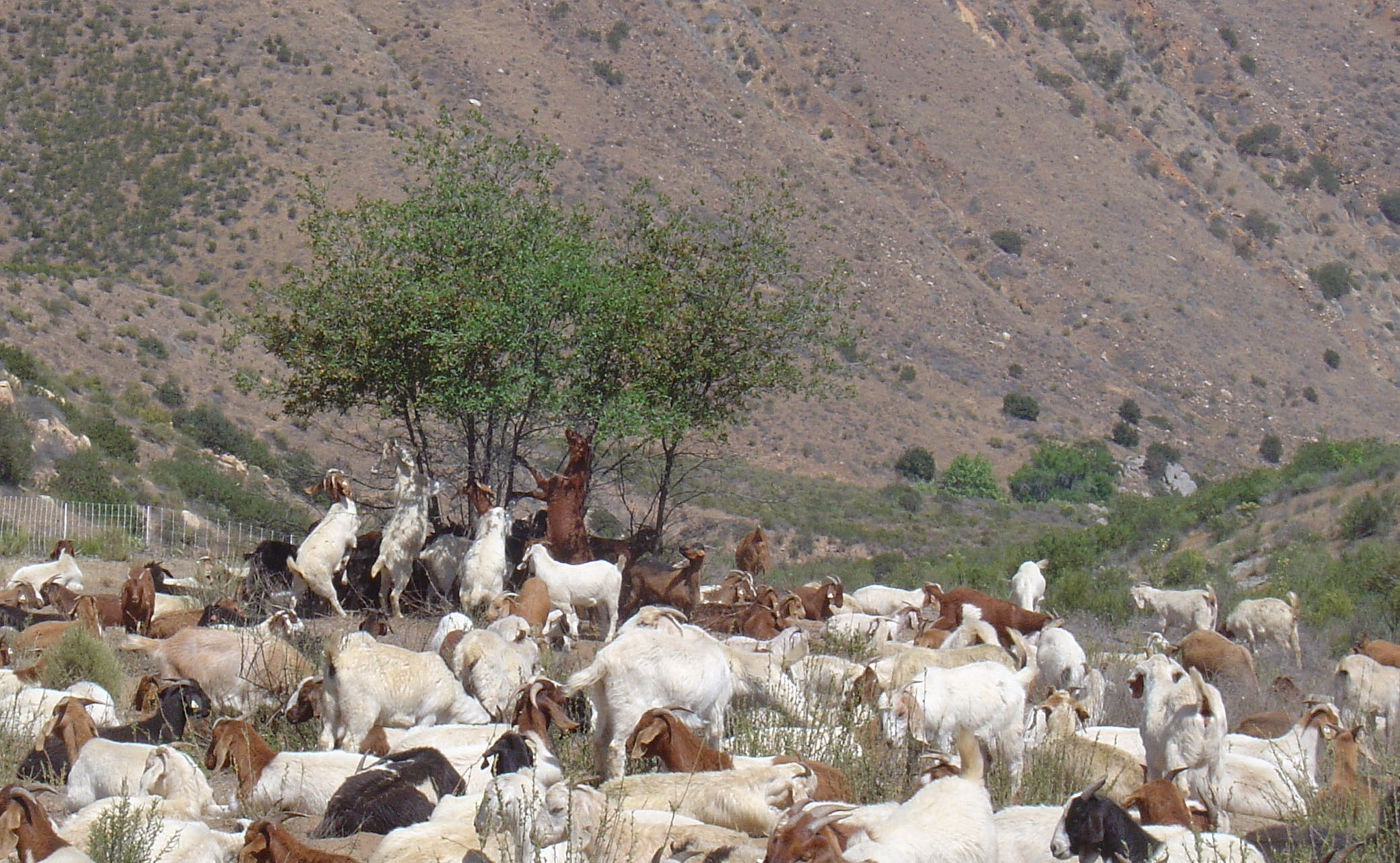 Goats vegetation