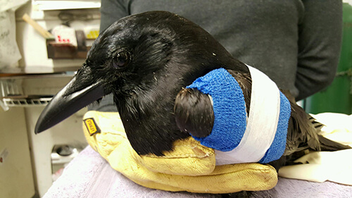 Injured Crow