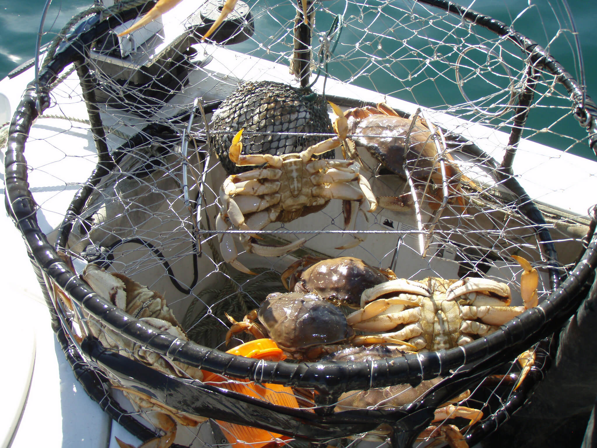 Dungeness crab fishing