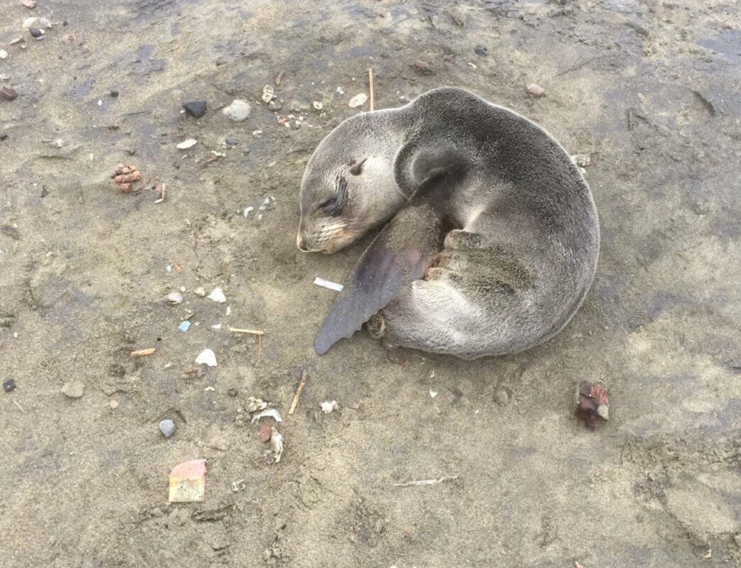 Fur Seal Pup Ocean Beach