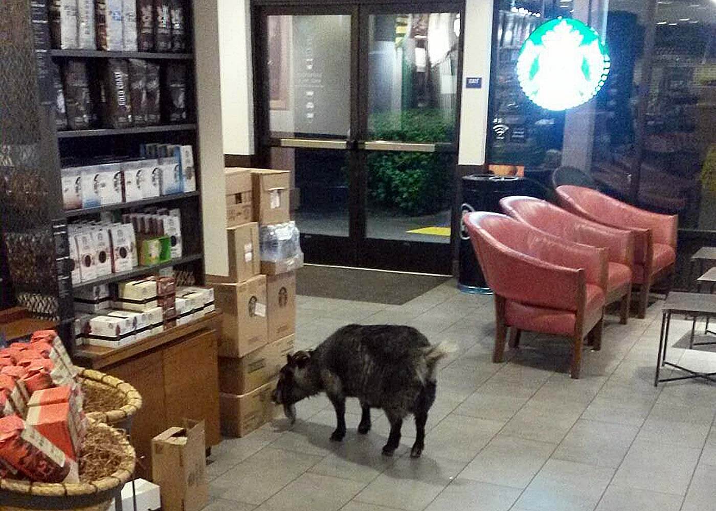 Starbucks goat