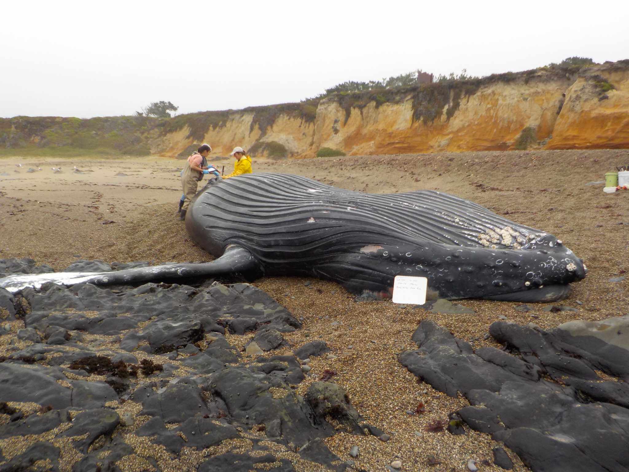 Humpback Whale Necropsy_Pescadero_© The Marine Mammal Center