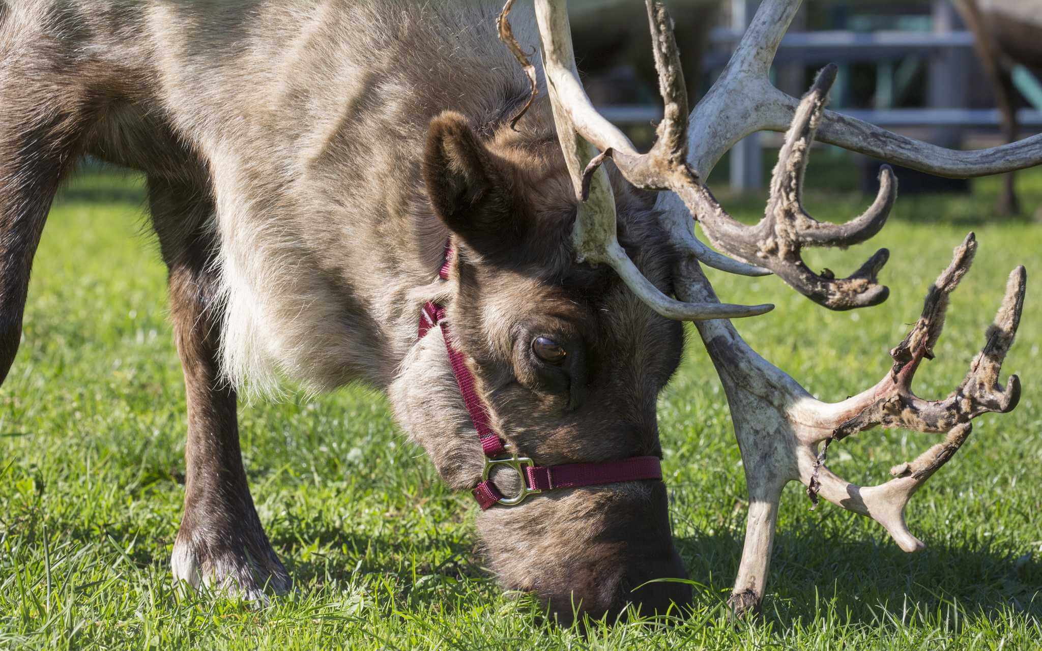 reindeer11-19-16